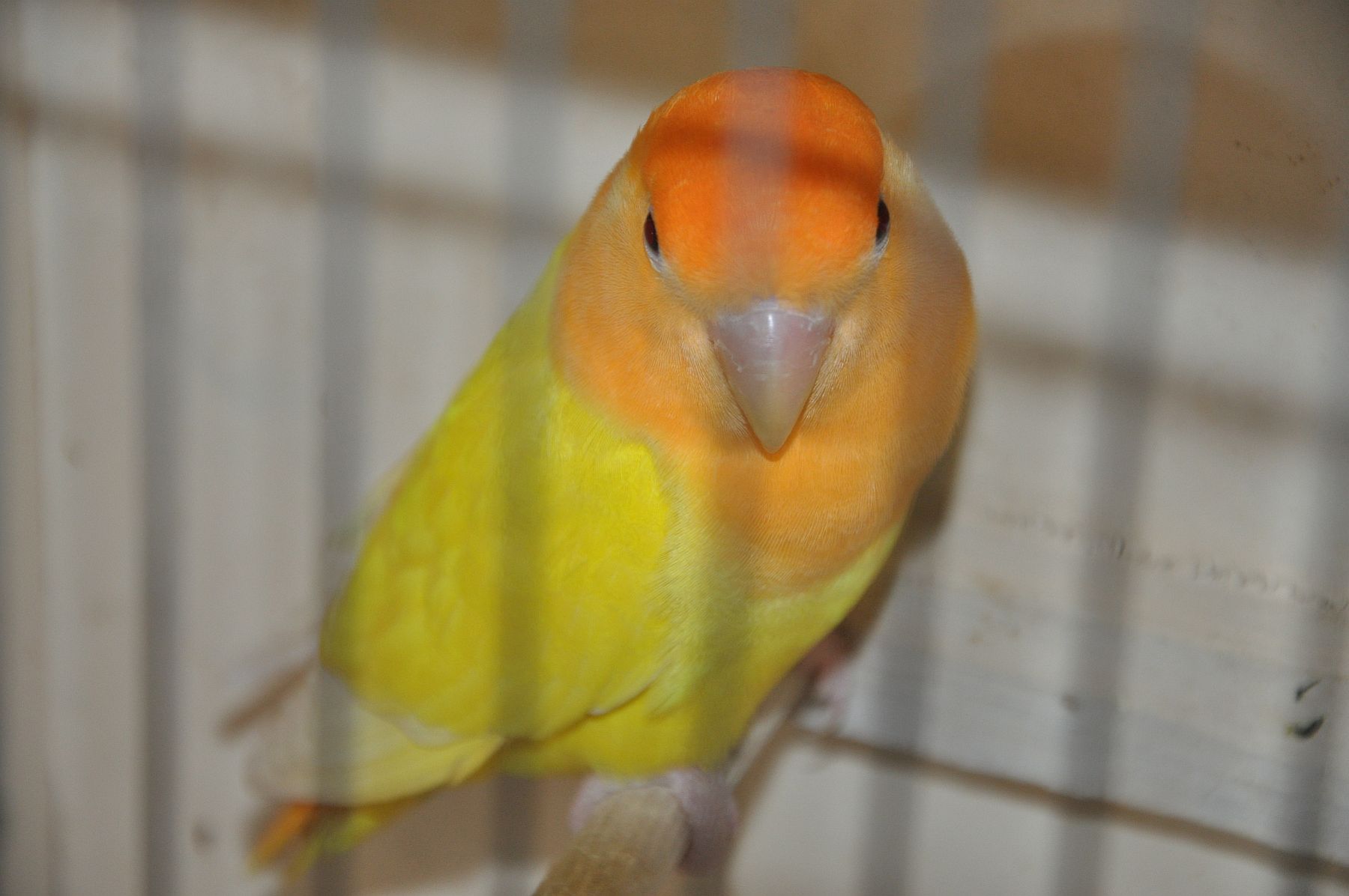 A XXVI. Díszmadár-kiállítás Székesfehérváron